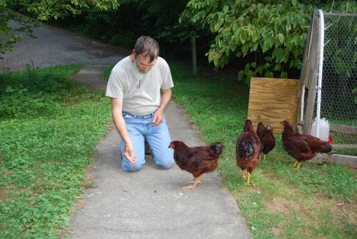 chickens-Refuse-ticks